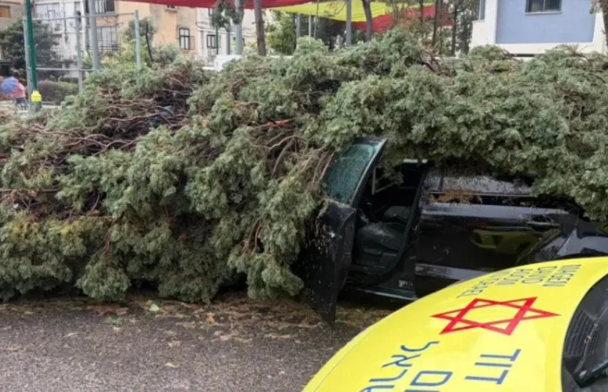 رياح  تقتلع الأشجار  تضرب شمال الضفة الغربية وإسرائيل